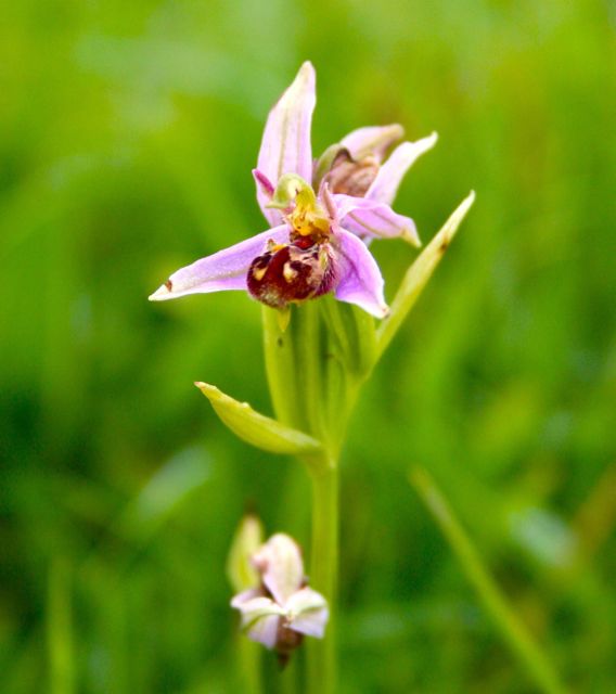 alpineflowersBeeOrchid