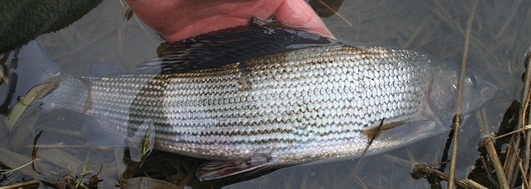 grayling