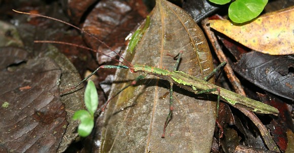 manustickinsect