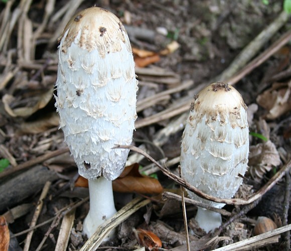 Shaggy Ink Cap