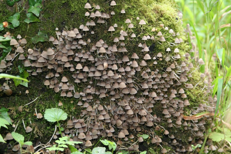 fungi5