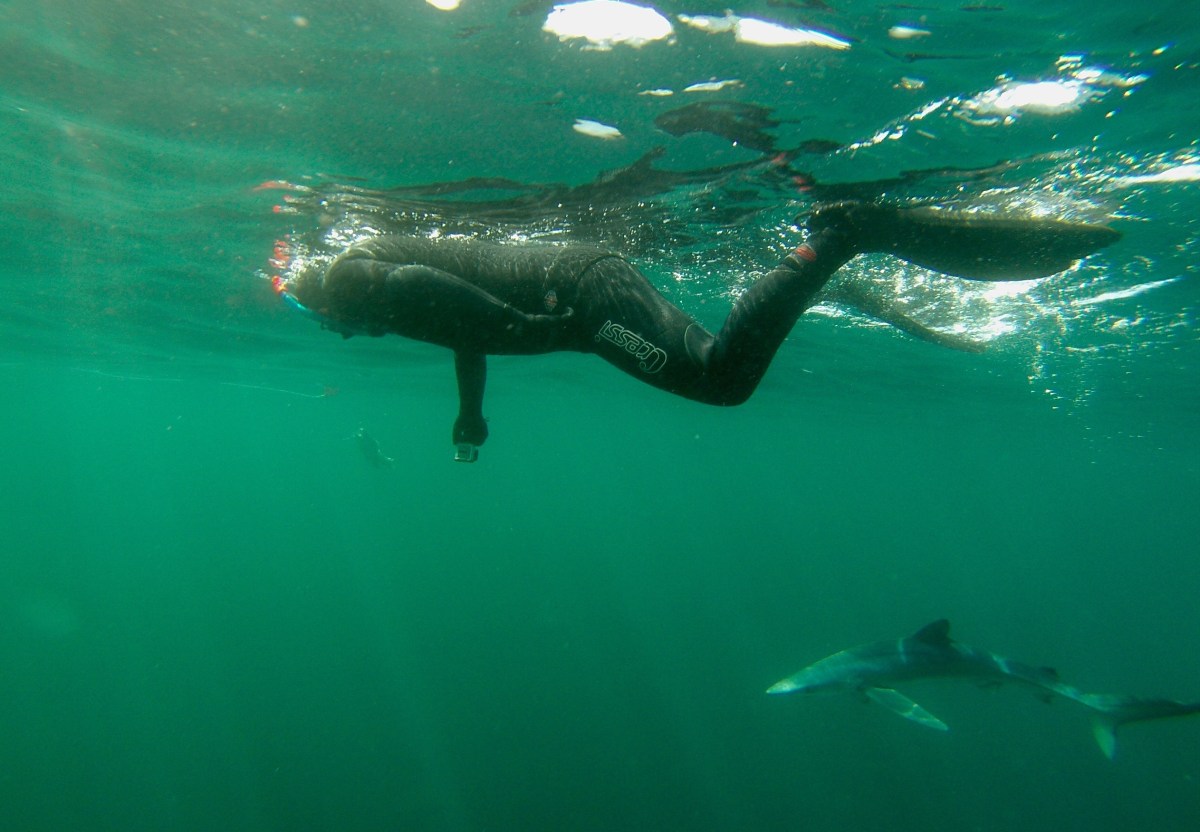 Snorkelling With Blue Sharks In Cornwall UK Active Outdoors Blog snorkelling-with-blue-sharks-in-cornwall-uk-active-outdoors-blog